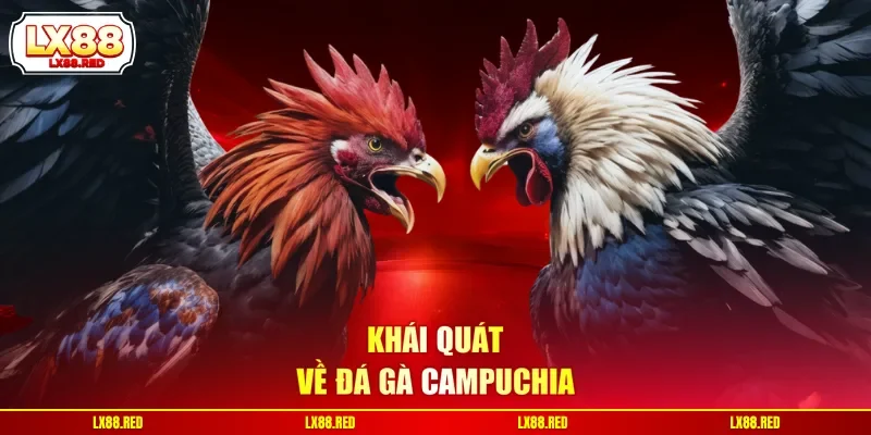 Đá Gà Campuchia | Trường Gà Trực Tiếp Đặc Sắc Nhất 2026 - luckyharbor
